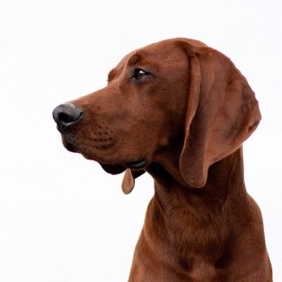 Hi! I am Tim. - Picture 1 of 1